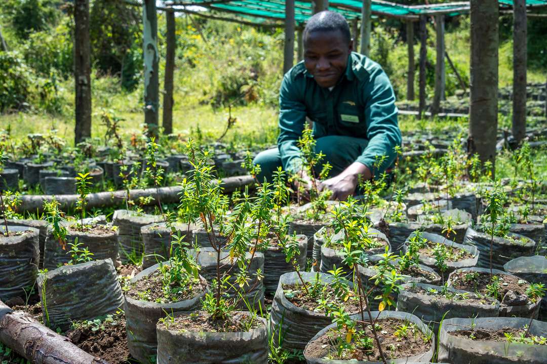 Trees being cared for in the nursery