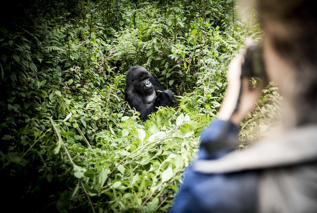 Photographing a gorilla