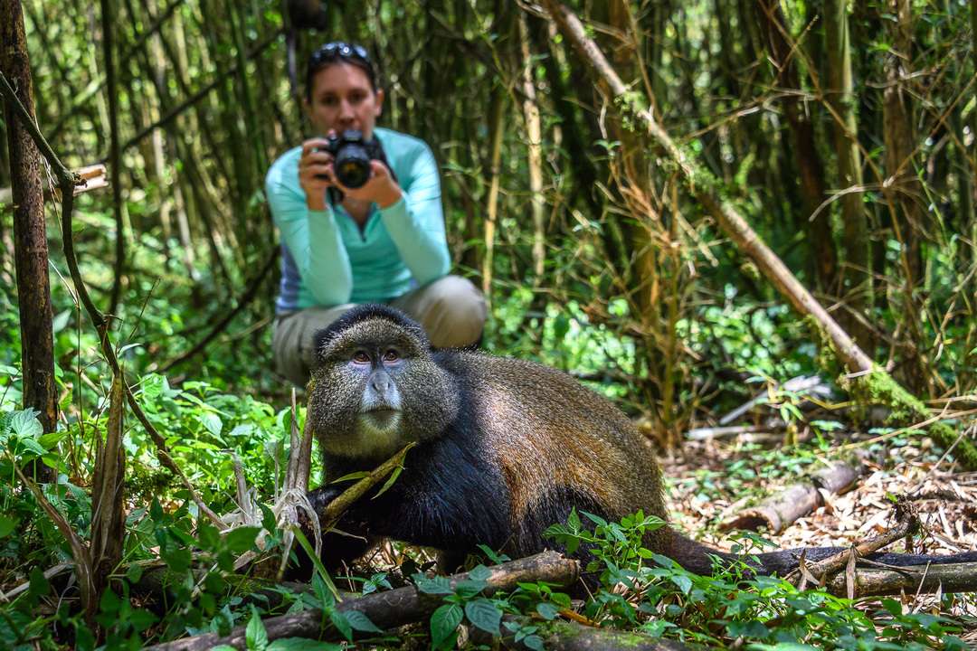 Golden monkey foraging for food