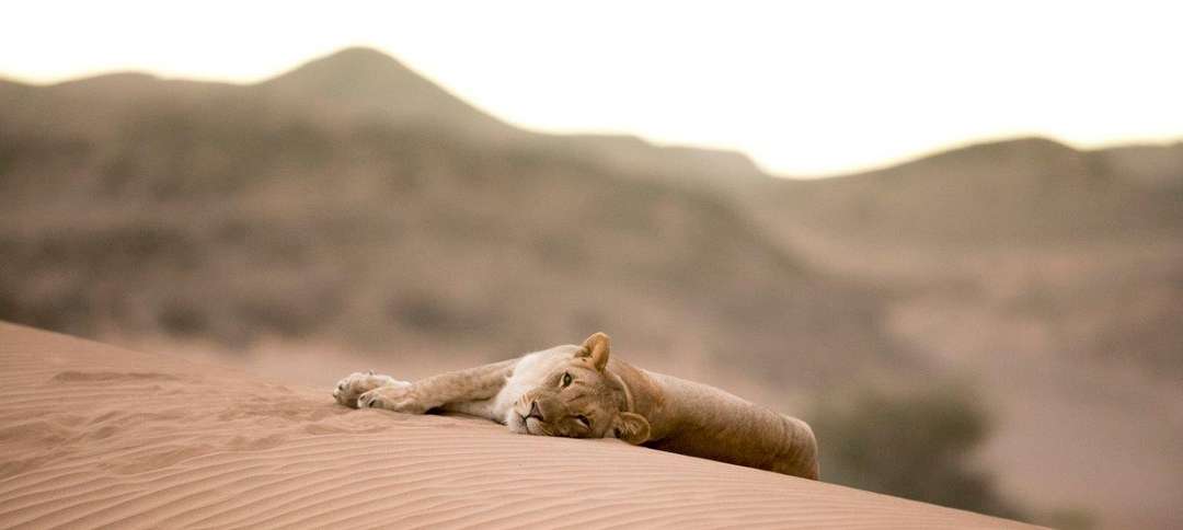 wilderness safaris hoanib skeleton coast camp