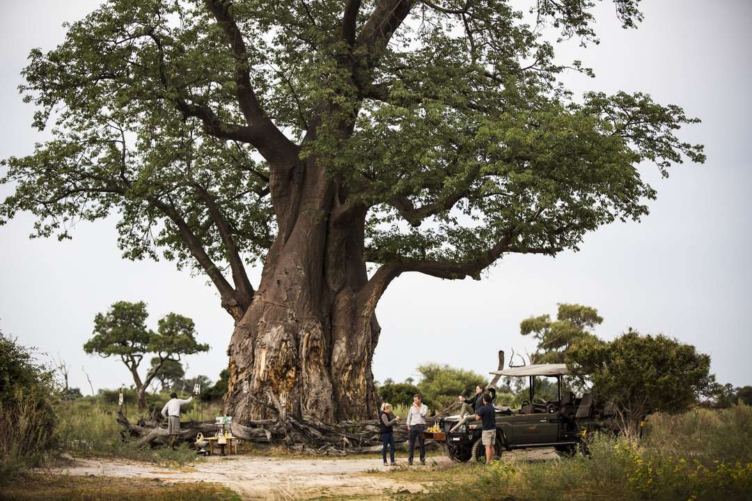 africa answers safari