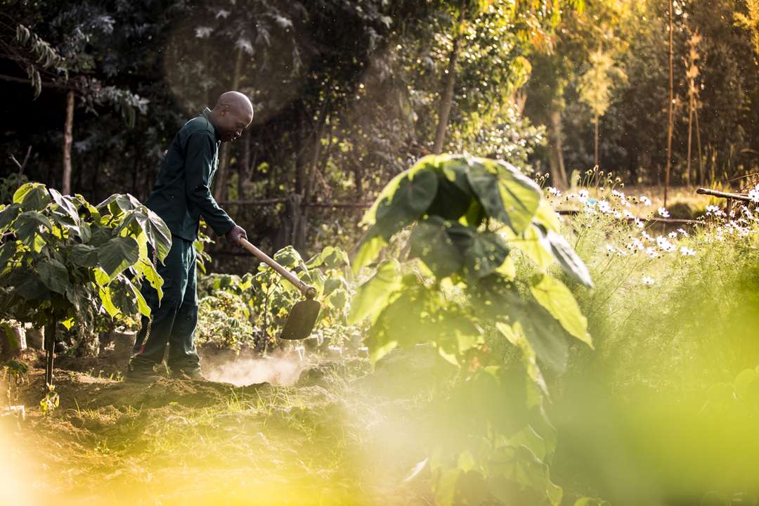 Potato farming in Rwanda Sustainability