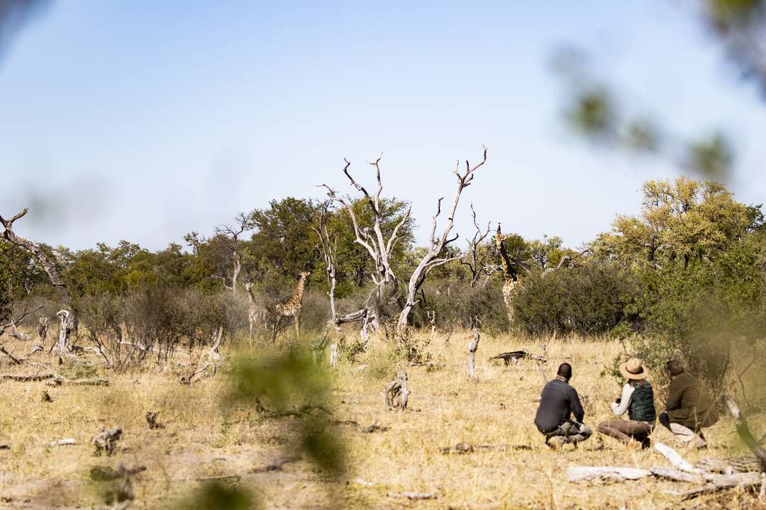 morning safari music