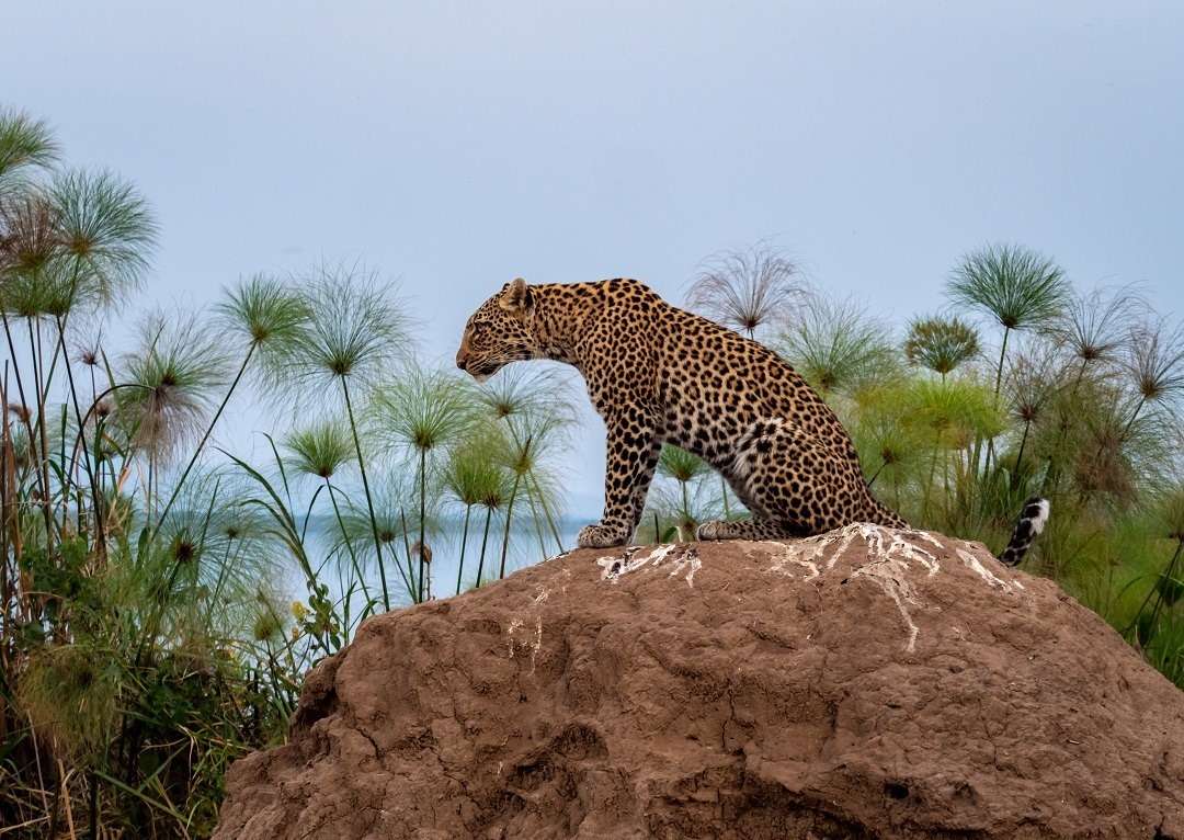 African leopard sat on a rock