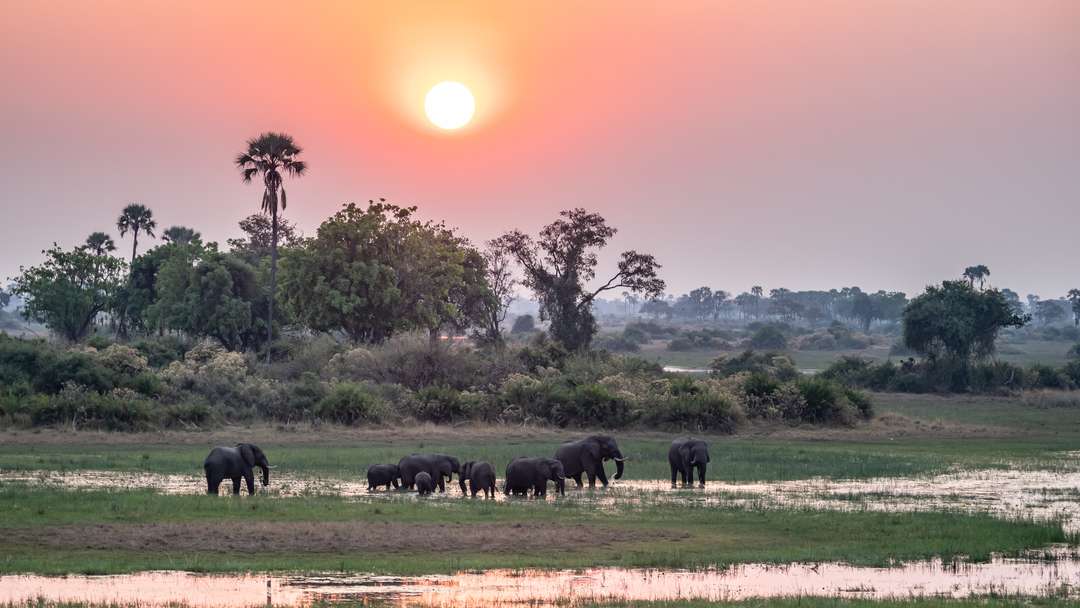 Elephants crossing the Delta