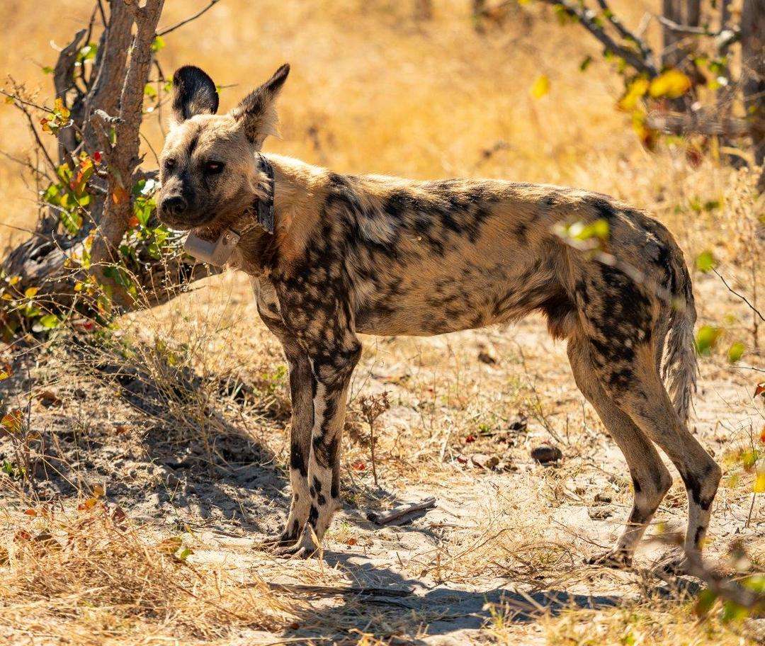 Safari Wildlife African Wild Dog