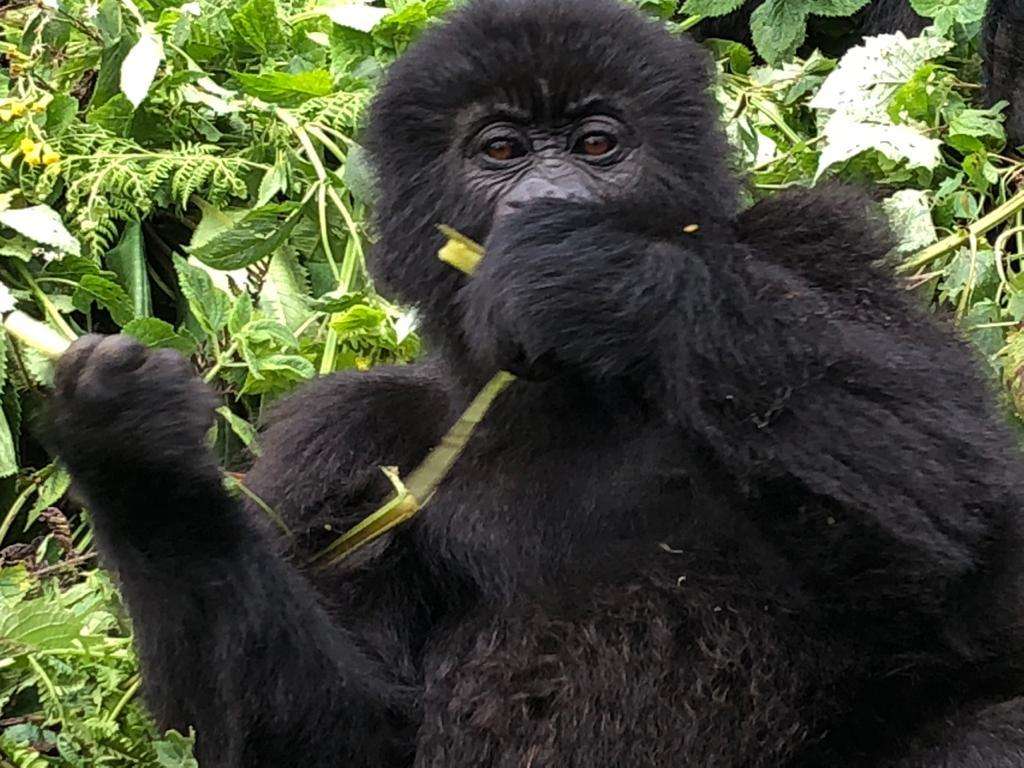 A gorilla eating a plant