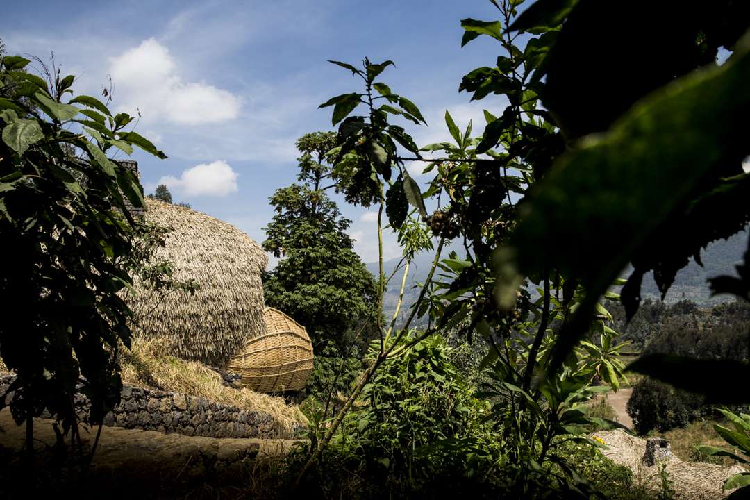 A view of Bisate Lodge
