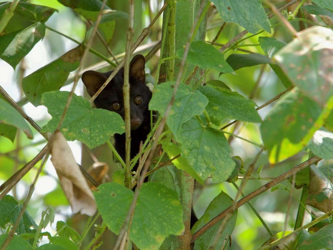 A civet hiding in a tree