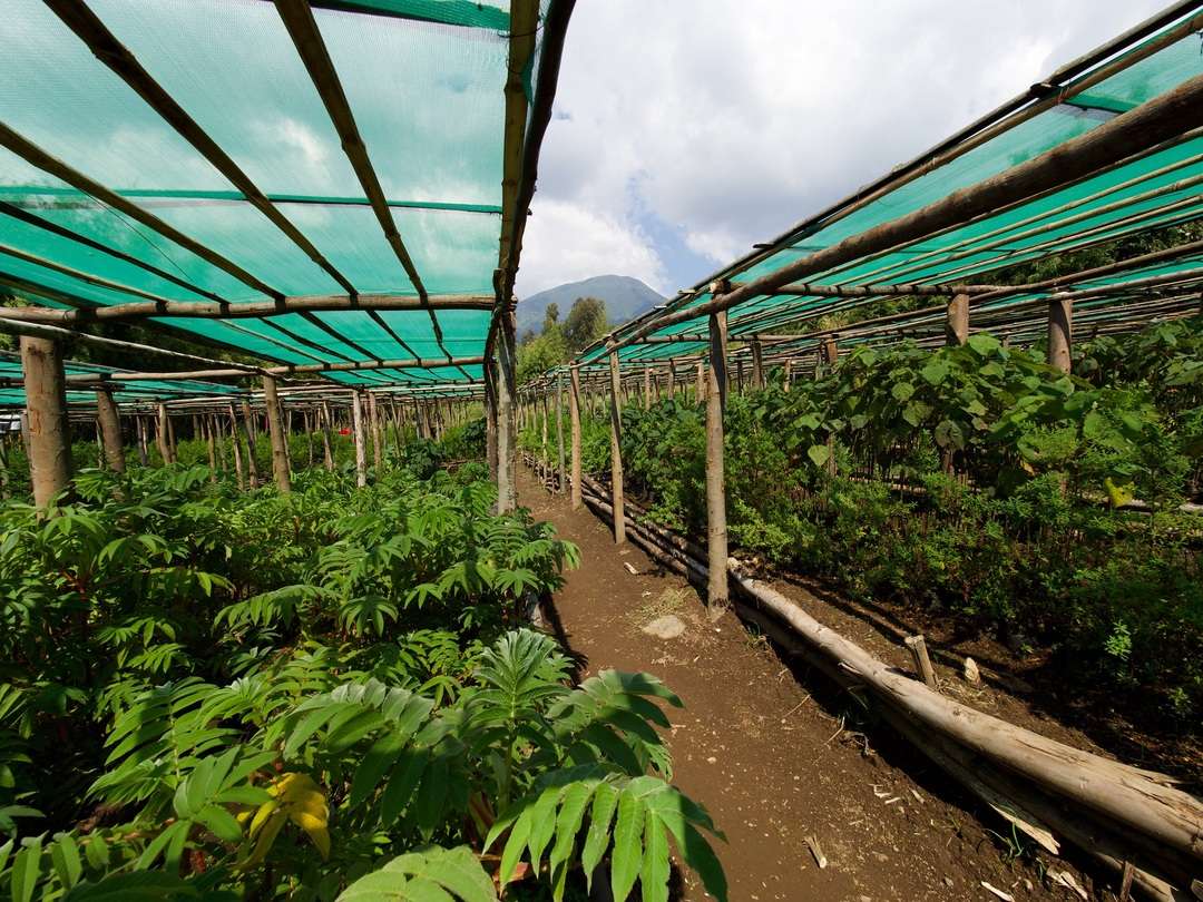 Trees being grown in the Bisate nursery
