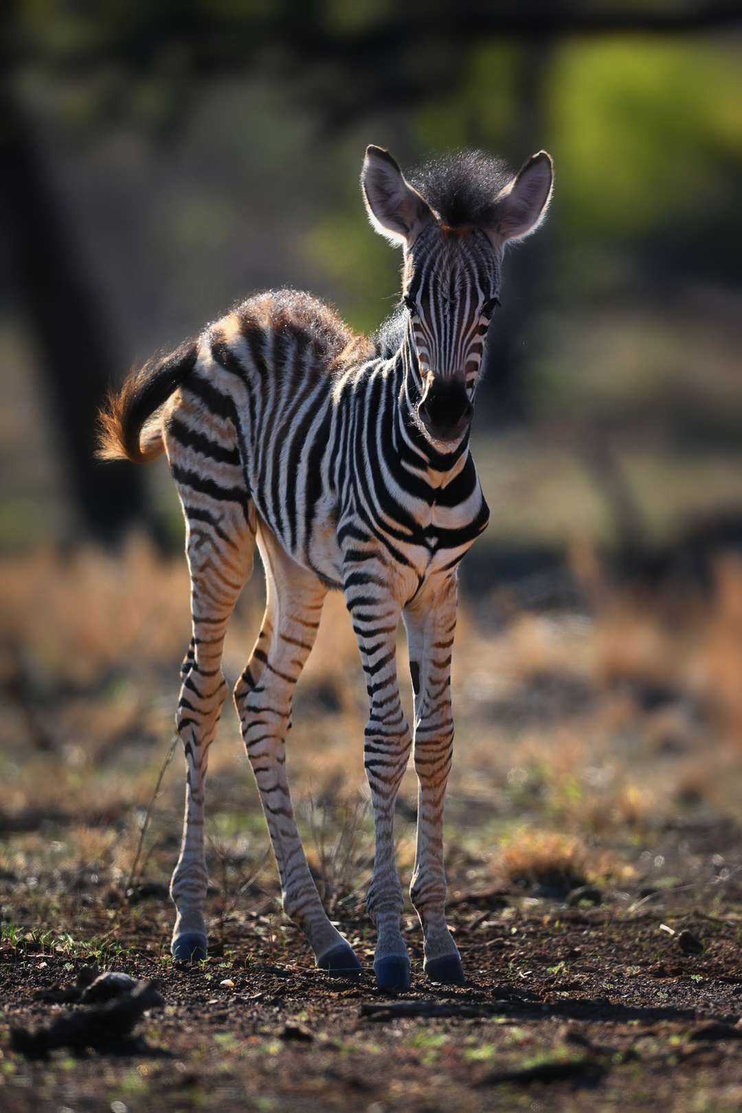 Why do zebras have stripes? They've proved to be a no fly zone for