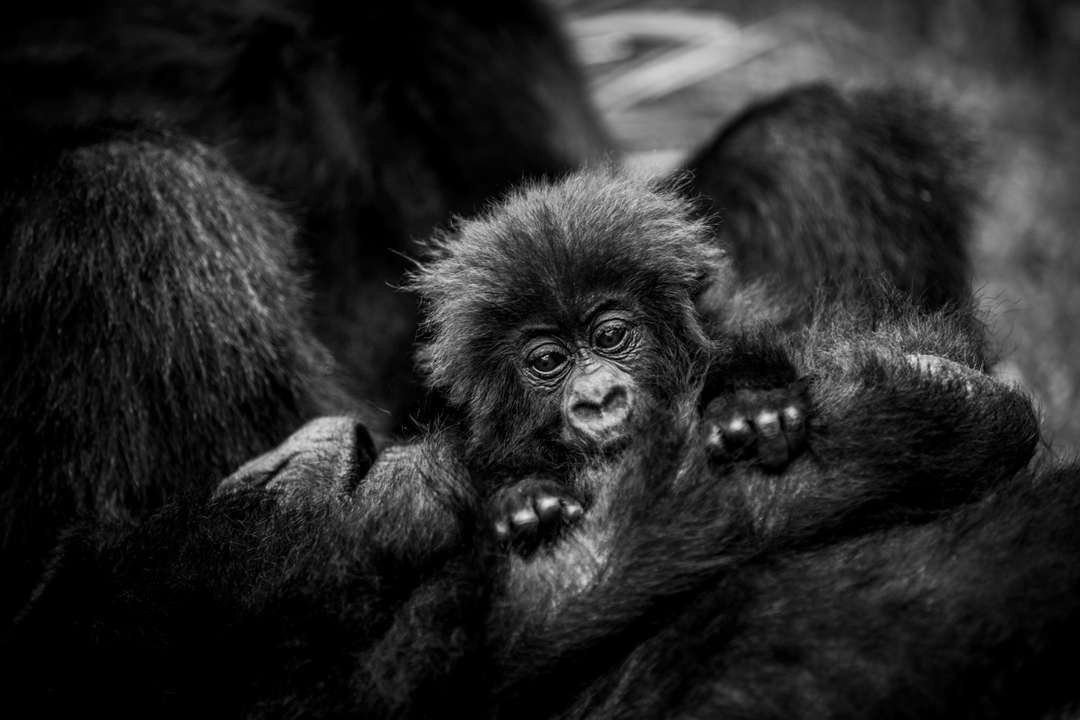 Baby mountain gorilla being held by a parent