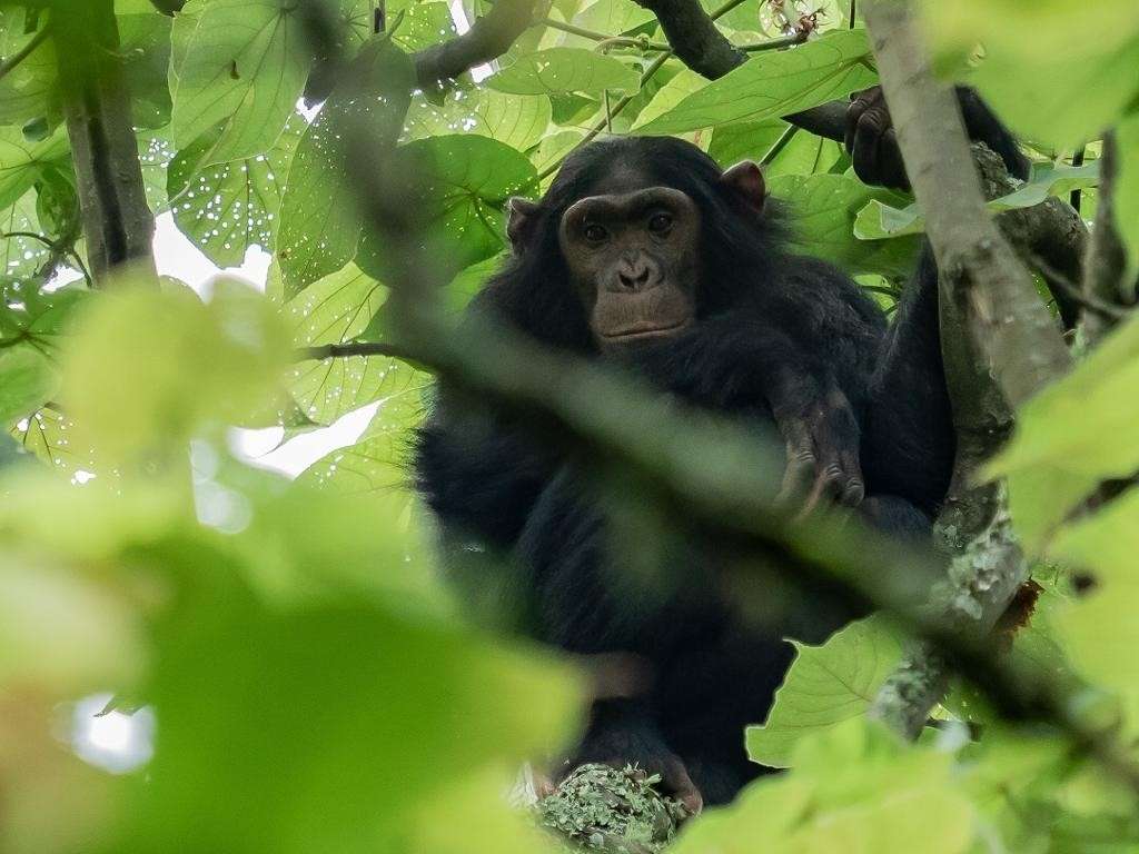 Chimpanzee sitting in a tree