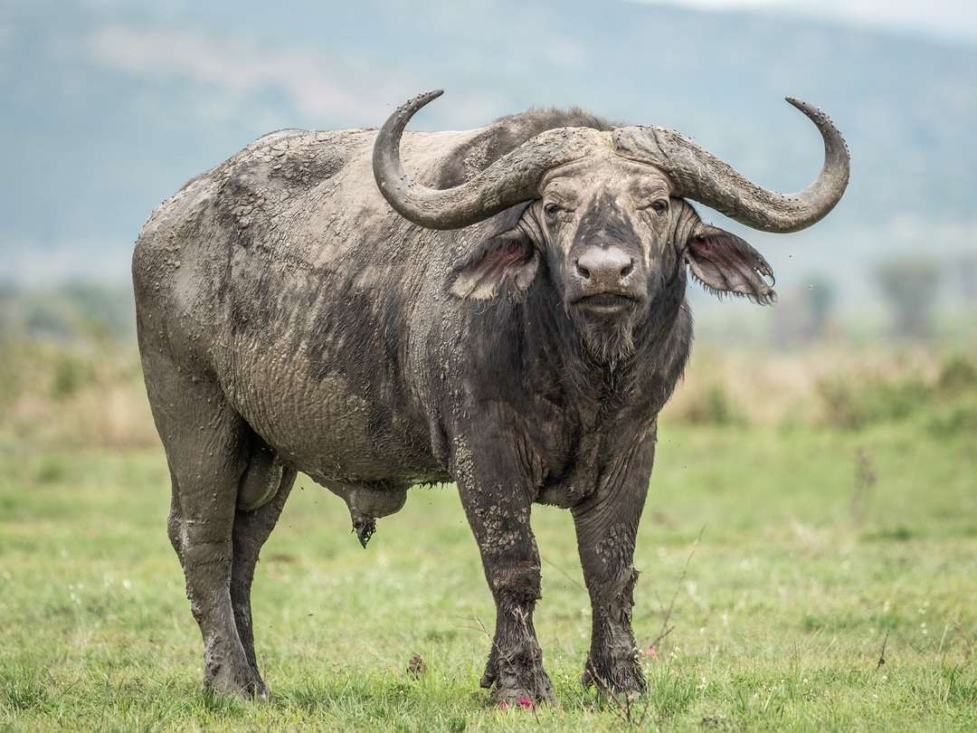 African Buffalo  African Wildlife Foundation