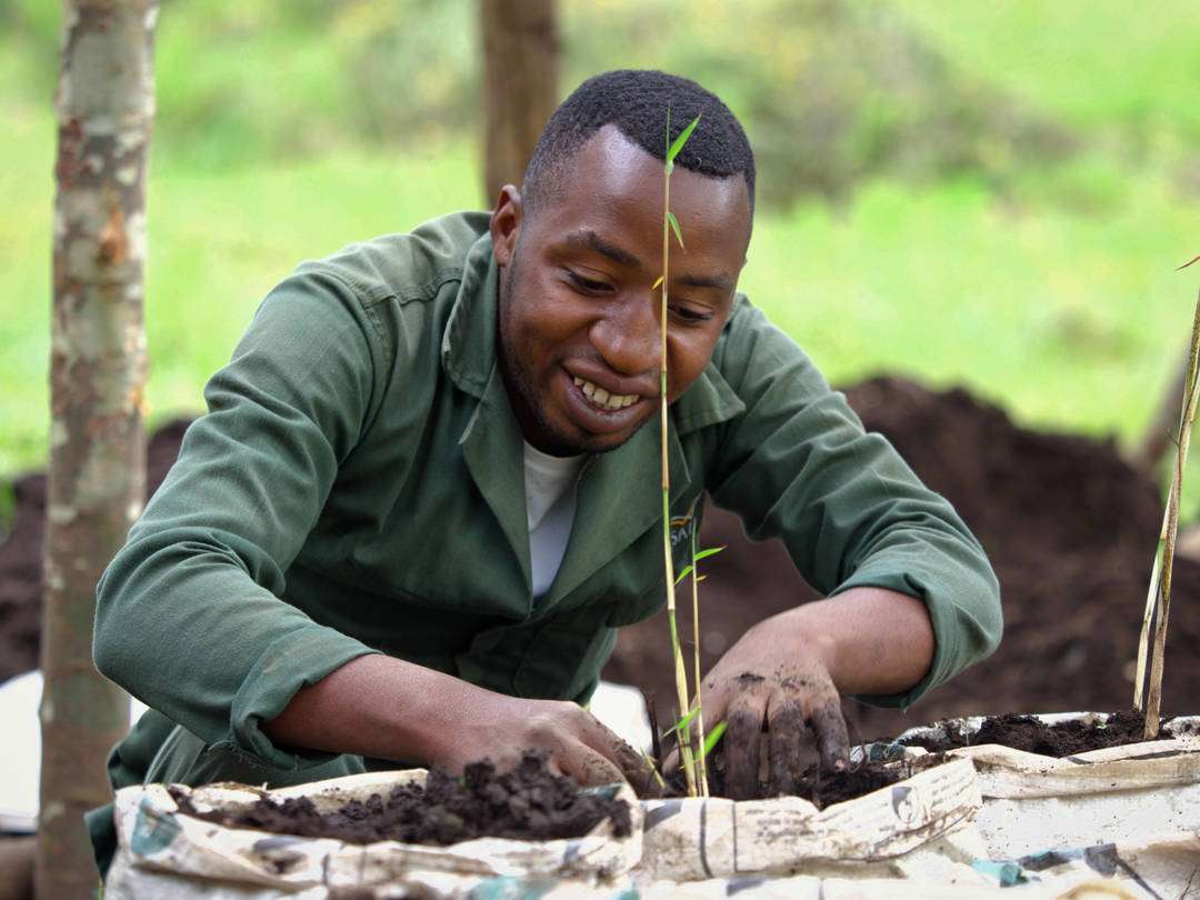 A Wilderness team member planting bamboo