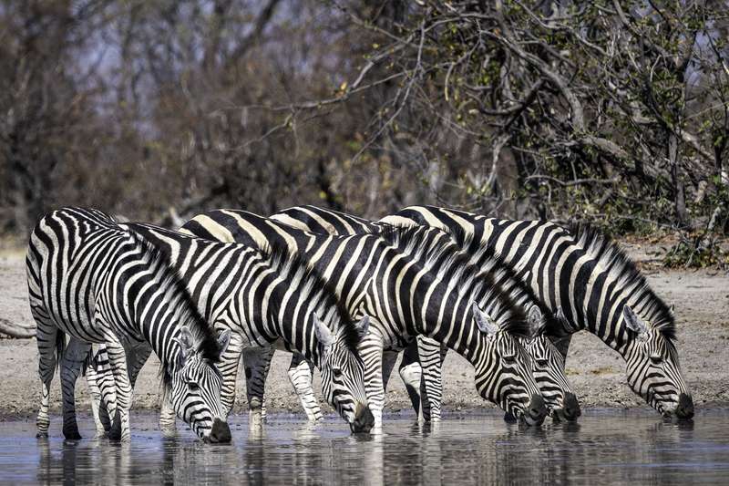 International Zebra Day, Fascinating Facts