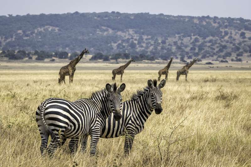 International Zebra Day, Fascinating Facts