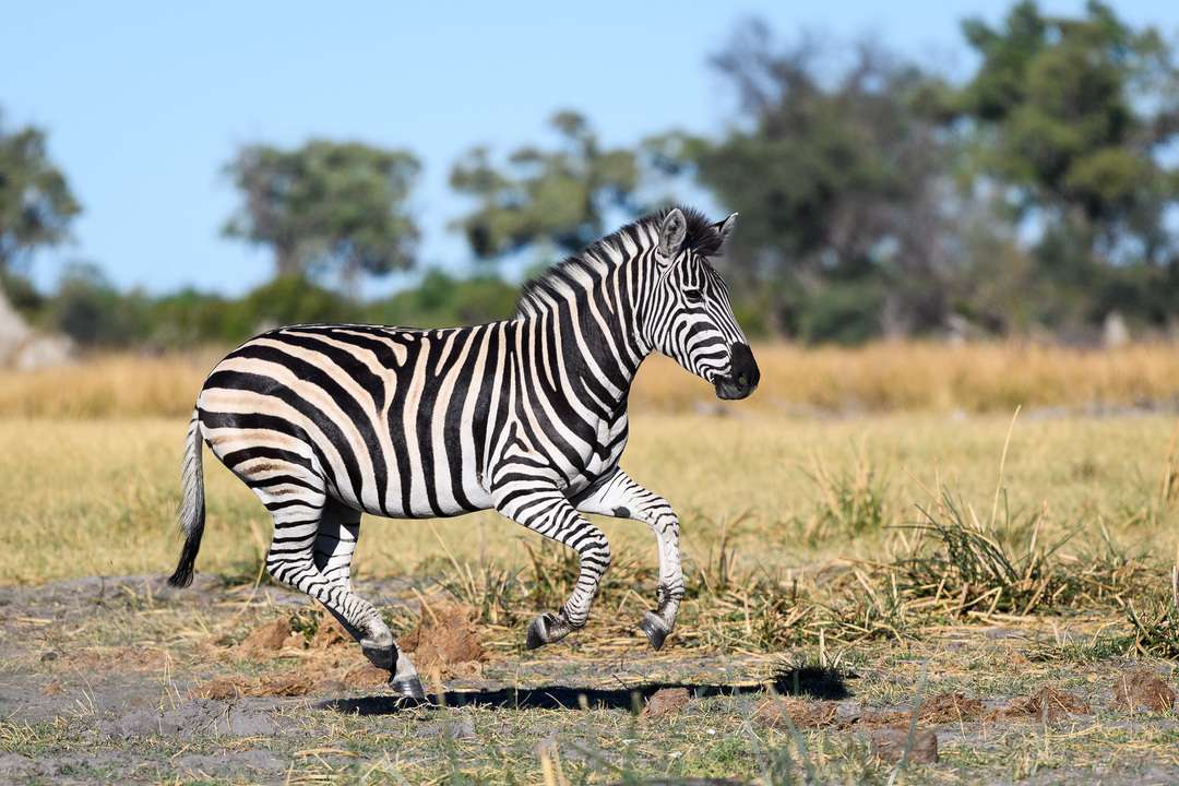 File:Cape Mountain Zebras (Equus zebra zebra) running away