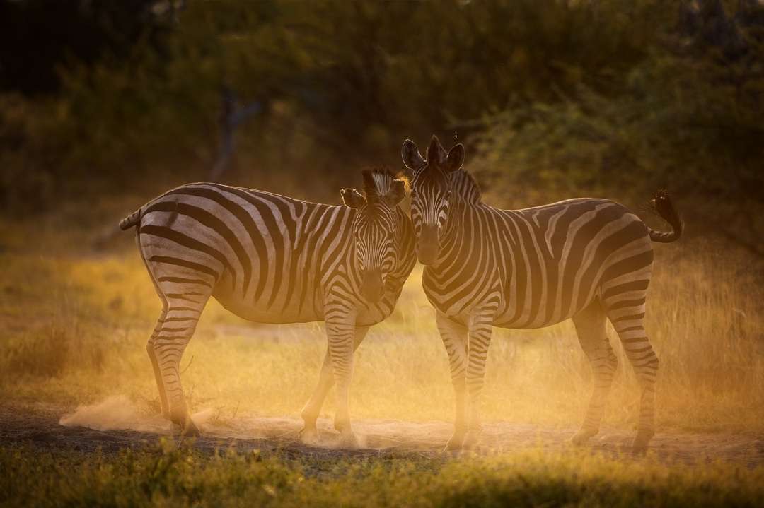 12 Zebra Facts About Africa's Striped Mammal