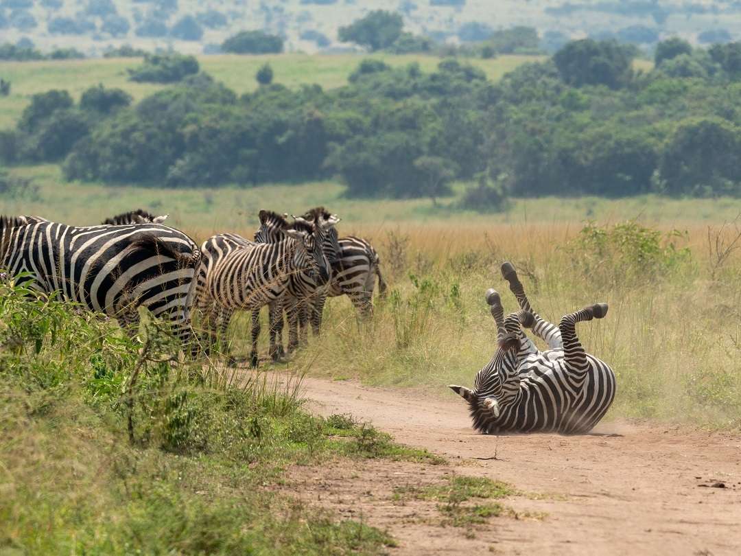 7 Facts to Celebrate International Zebra Day!  Smithsonian's National Zoo  and Conservation Biology Institute