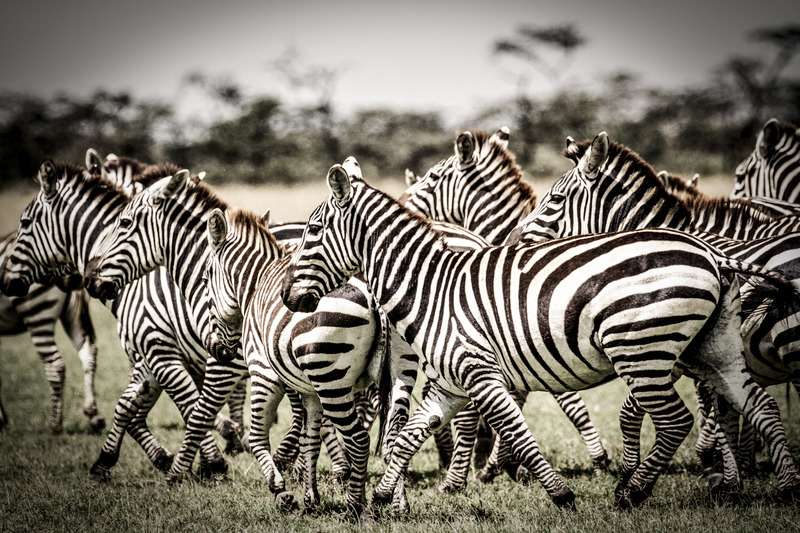 7 Facts to Celebrate International Zebra Day!  Smithsonian's National Zoo  and Conservation Biology Institute