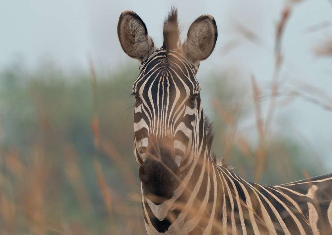 File:Cape Mountain Zebras (Equus zebra zebra) running away