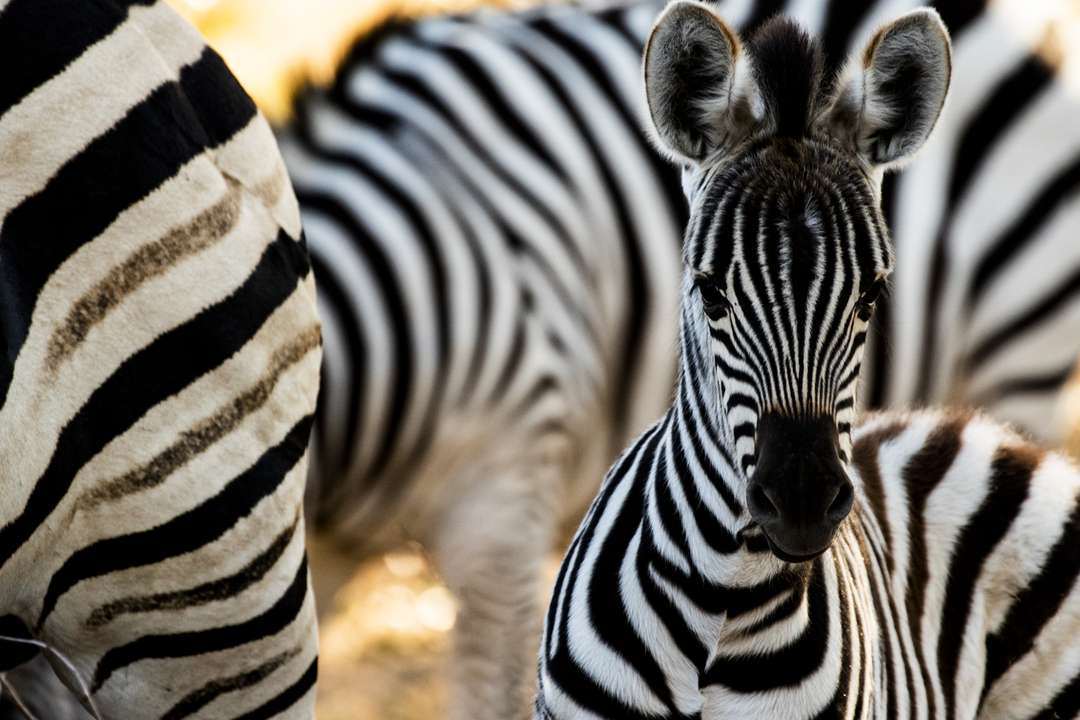File:Cape Mountain Zebras (Equus zebra zebra) running away