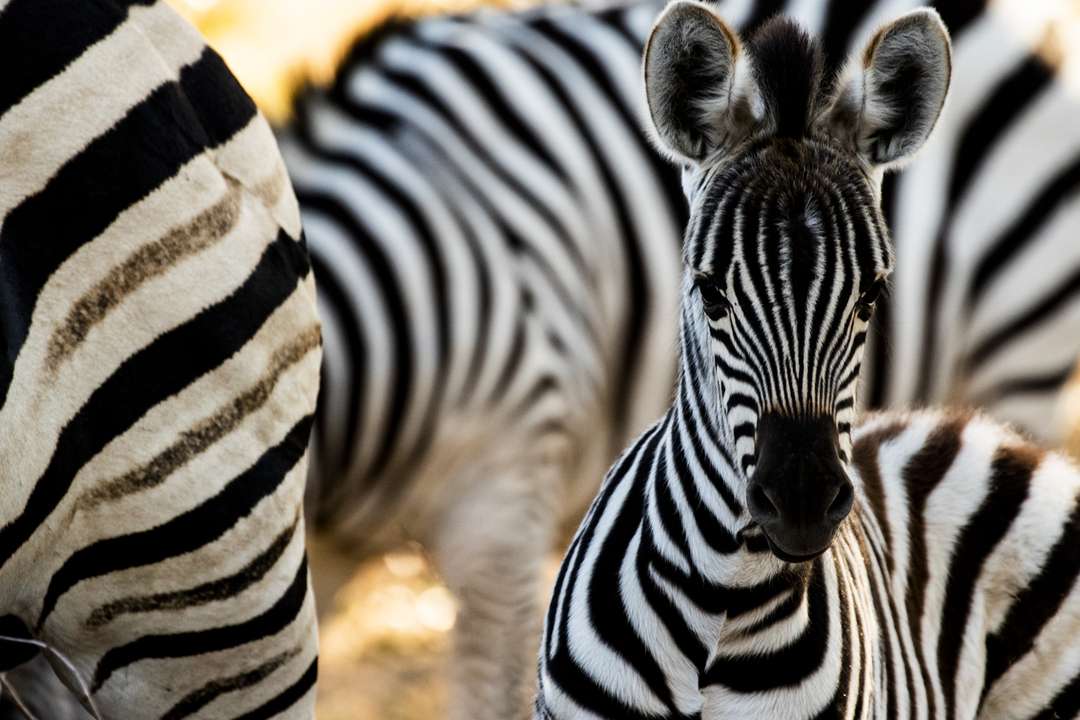 International Zebra Day, Fascinating Facts