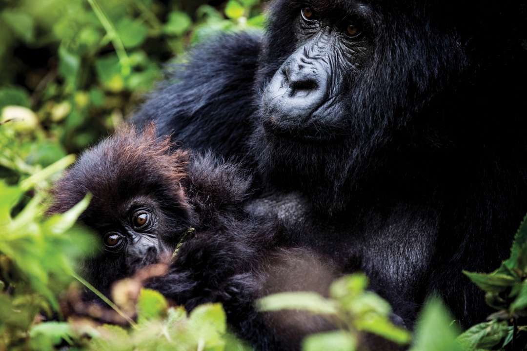 Mother and baby mountain gorilla