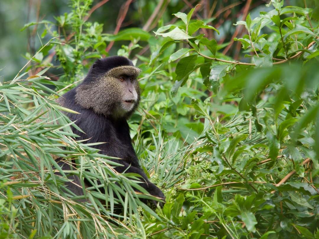 A golden monkey sitting on bamboo