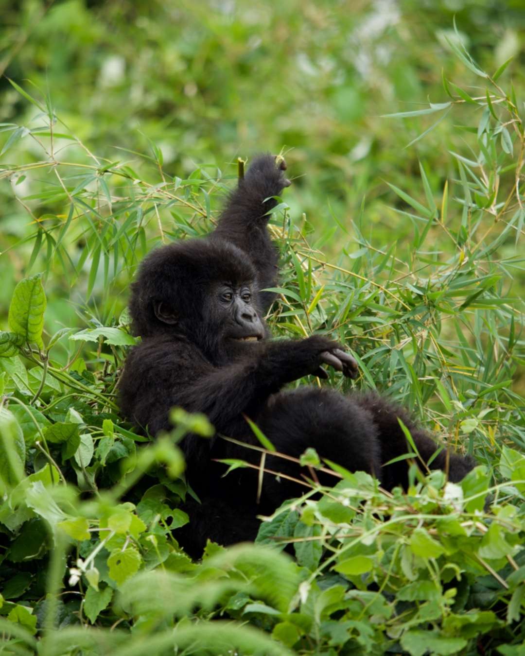 A picture of a baby mountain gorilla
