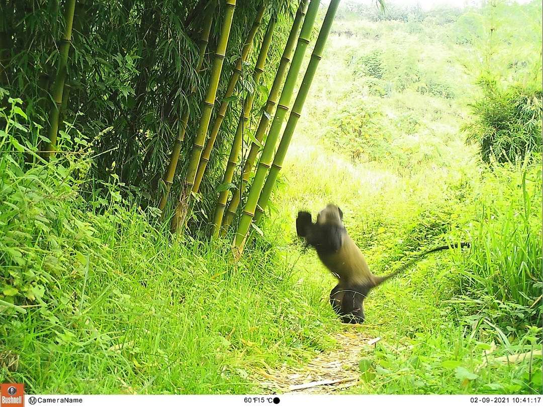 Golden monkey photographed by a camera trap on the trail