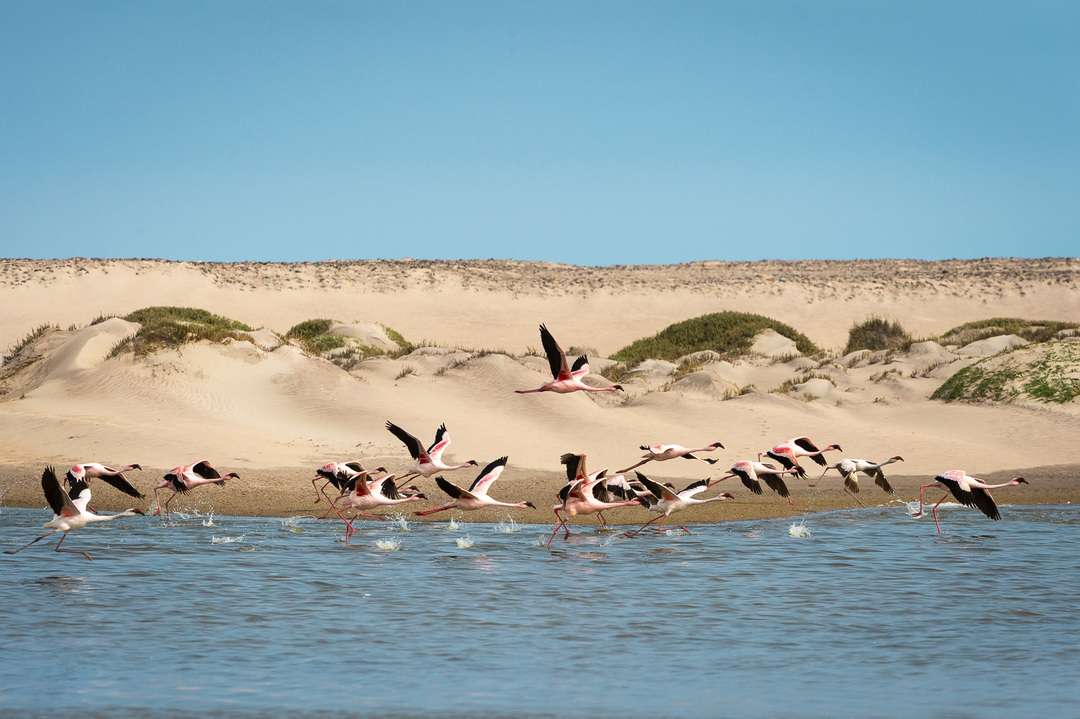 wilderness safaris hoanib skeleton coast camp