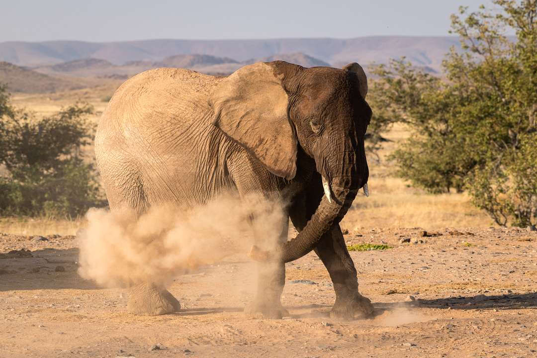 safari namibie famille