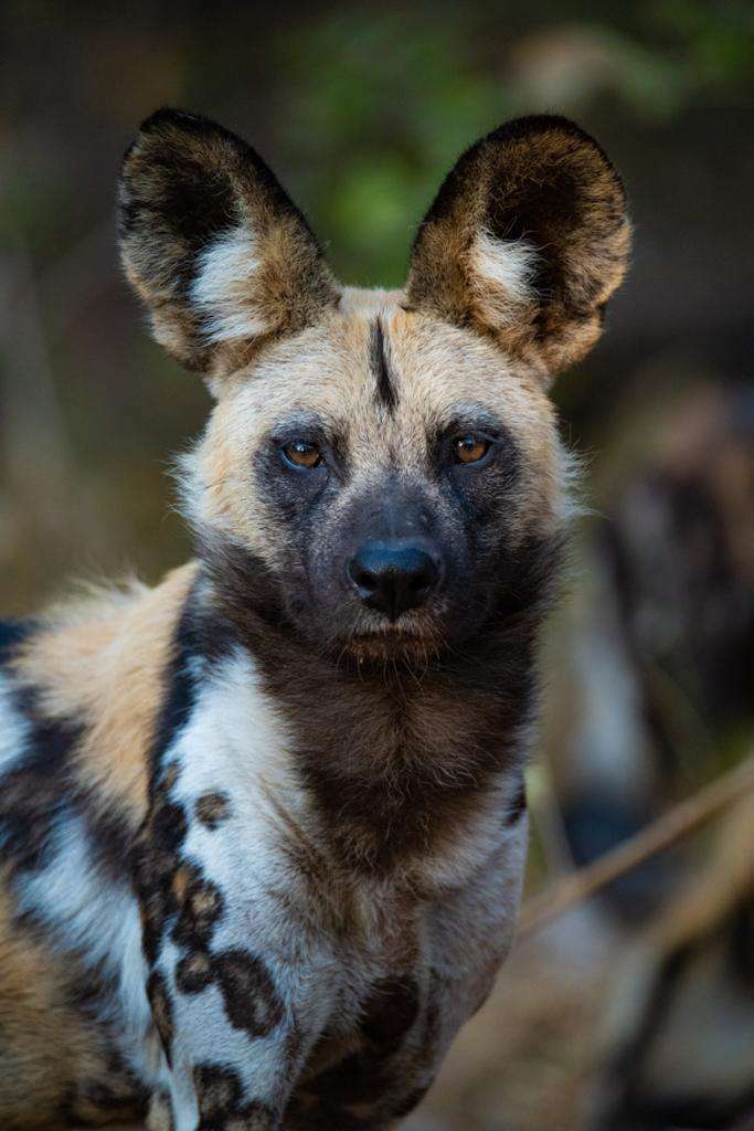 Facts Best Places To See African Wild Dogs Wilderness