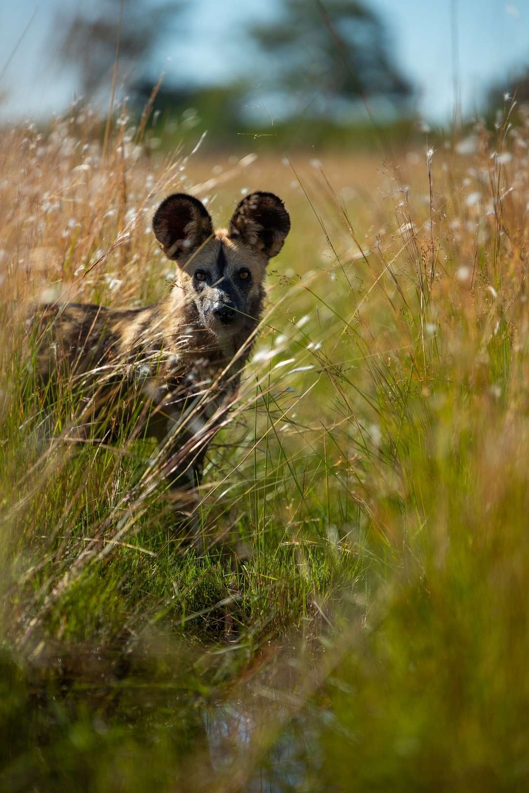 African Wild Dog Wilderness Botswana