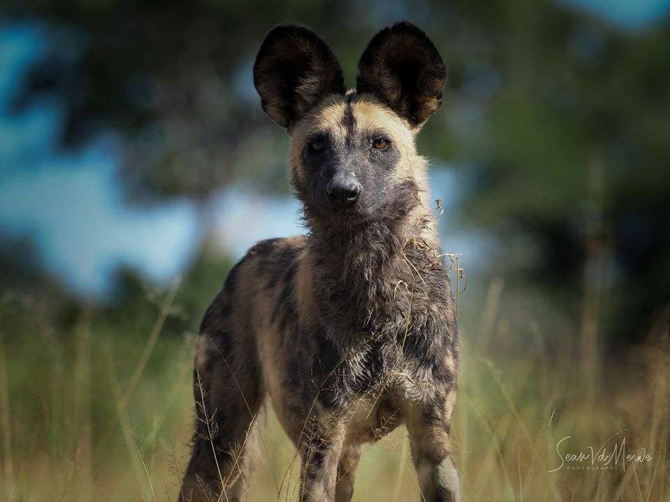 Safari Wildlife African Wild Dog