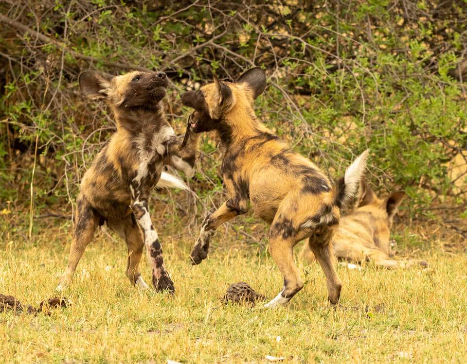 African Wild Dog Wilderness Vumbura Plains