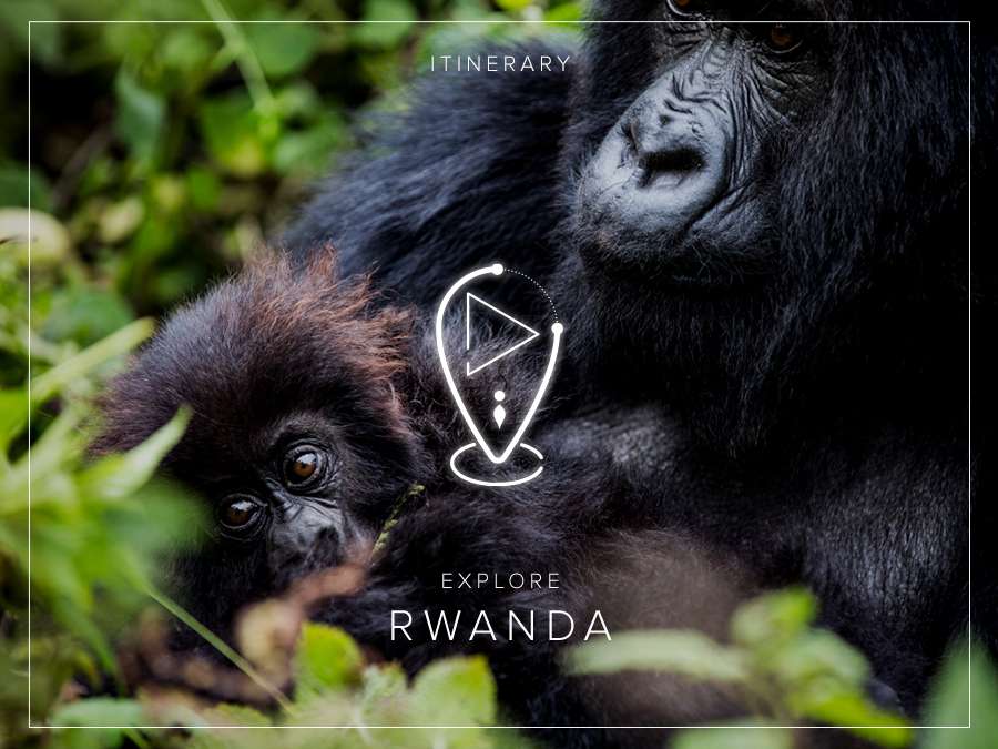 A picture of two mountain gorillas in Rwanda.