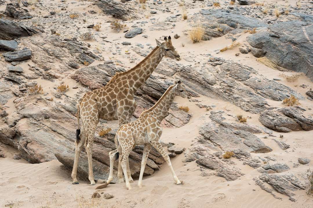 Desert adapted giraffe at on the Hoanib River bank – Carel Loubser