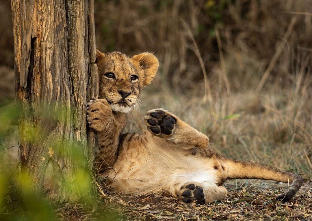 A lion cub scratching a tree