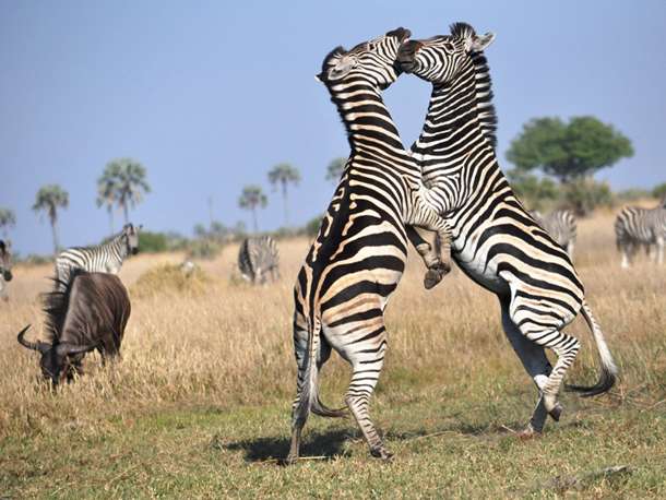 African Totems Kinship Culture Wilderness Impact