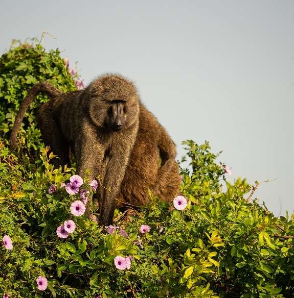 Olive Baboon foraging for food in a tree