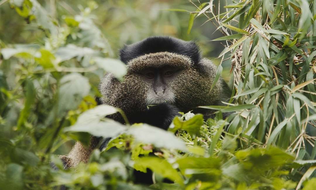Golden monkey eating bamboo