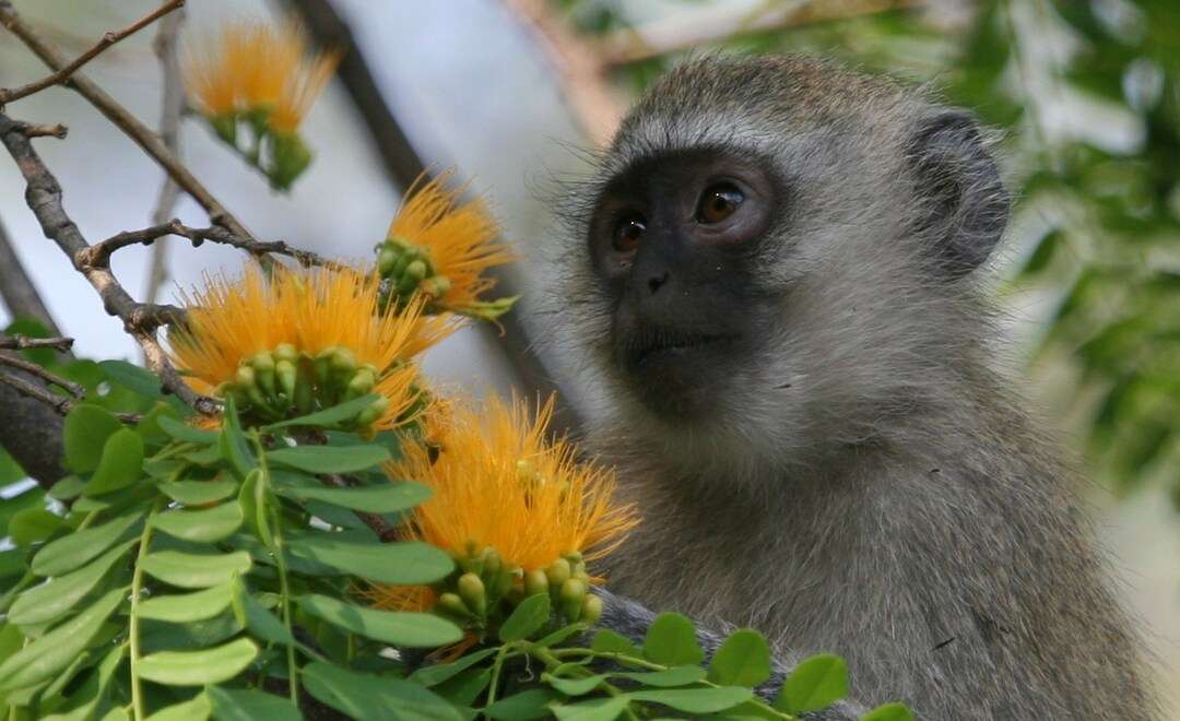 Baby vervet monkey