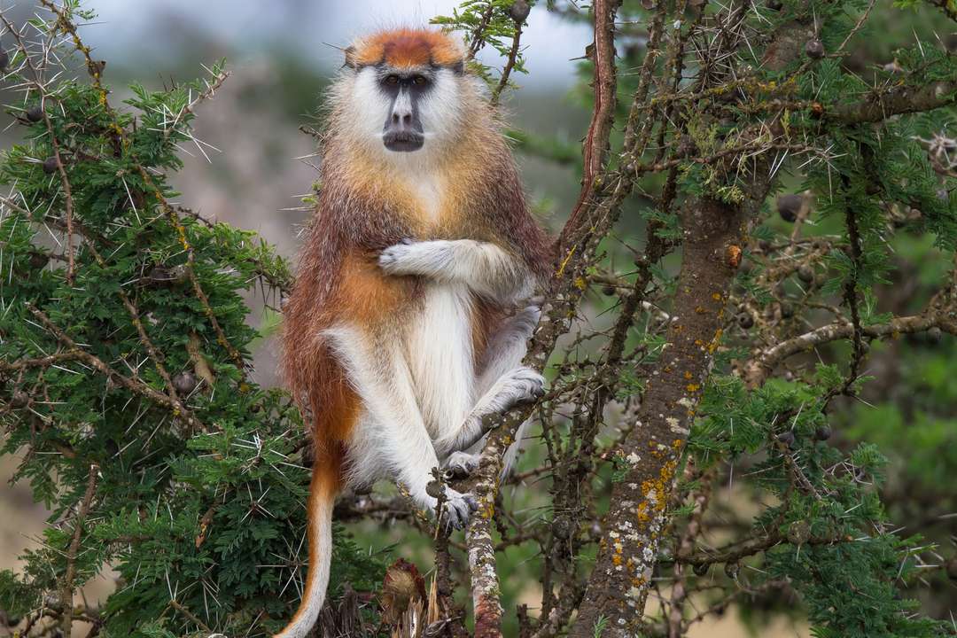 Male Patas monkey