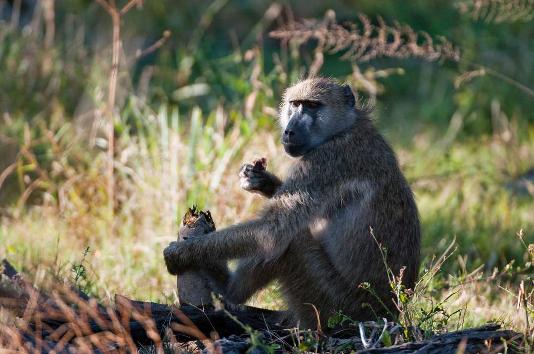 Chacma Baboon