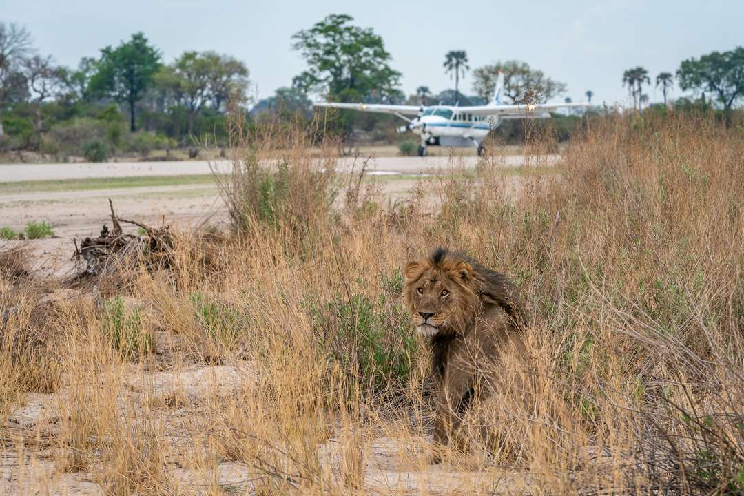 air safari maun