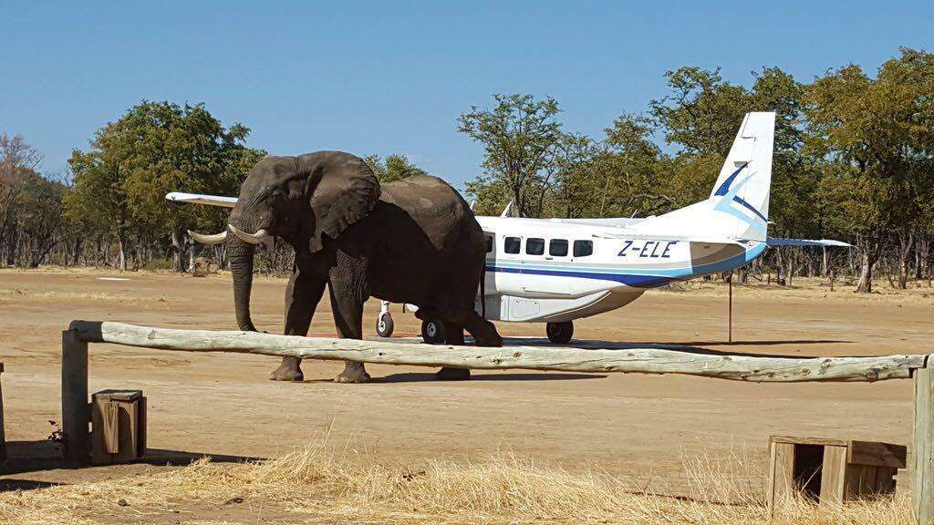 air safari maun