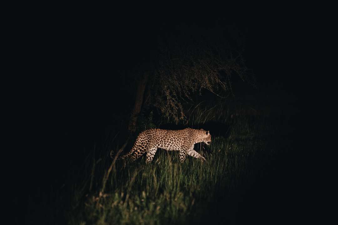 Andrew Ling Leopard Wilderness Magashi